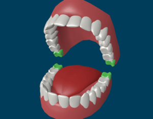 Teeth